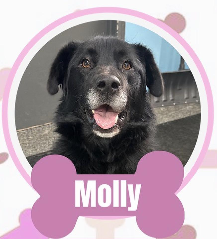 Molly, a Adopted mixed breed in Thompson, MB image 1/5