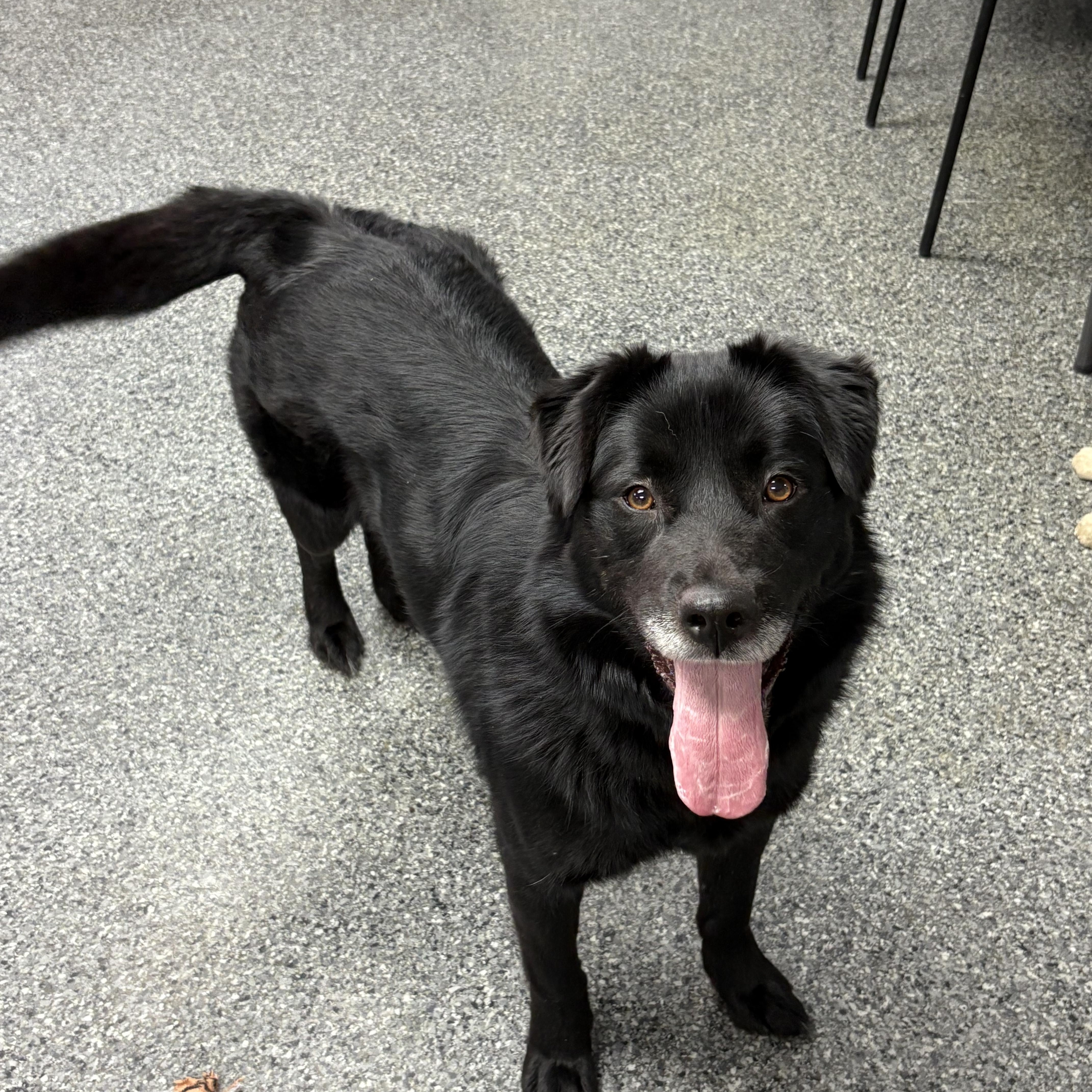 Molly, a Adopted mixed breed in Thompson, MB image 4/5