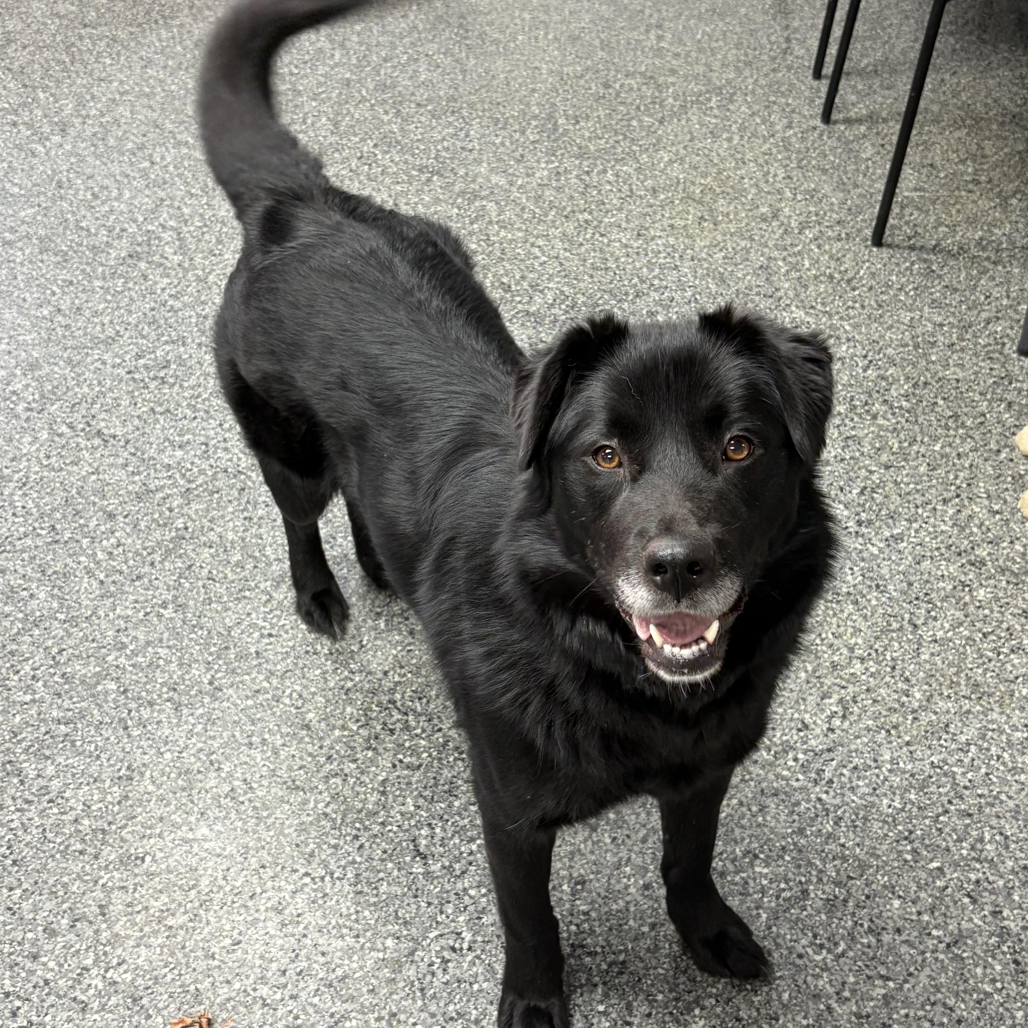 Molly, a Adopted mixed breed in Thompson, MB image 5/5