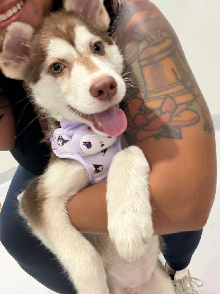Enlarge Akira, an adopted mixed breed in New York, NY image 1/4