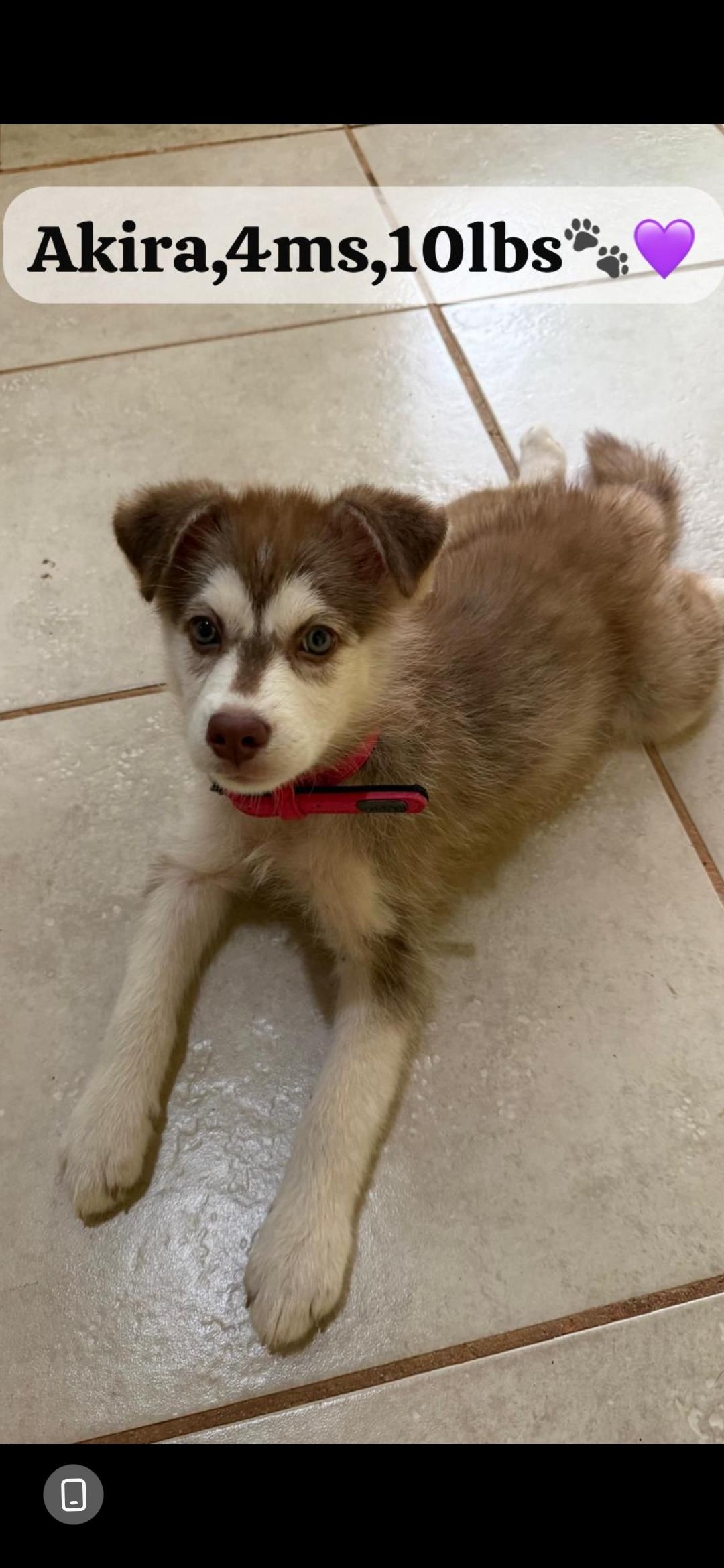 Enlarge Akira, an adopted mixed breed in New York, NY image 4/4