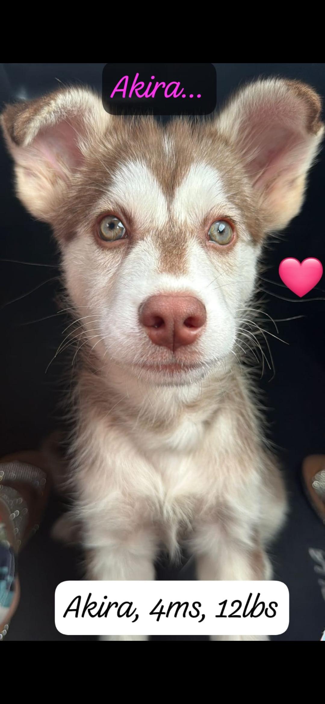 Enlarge Akira, an adopted mixed breed in New York, NY image 2/4