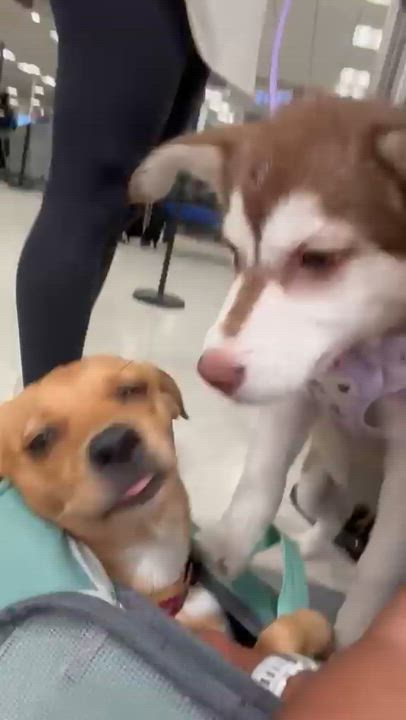 Enlarge Akira, an adopted mixed breed in New York, NY video 3/4