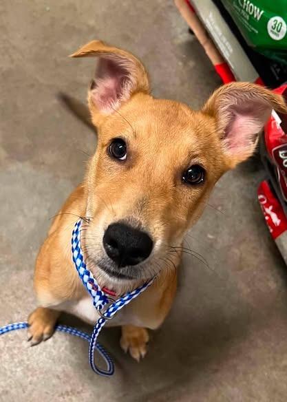 Honey, Adoptable, Young Female Mixed Breed.