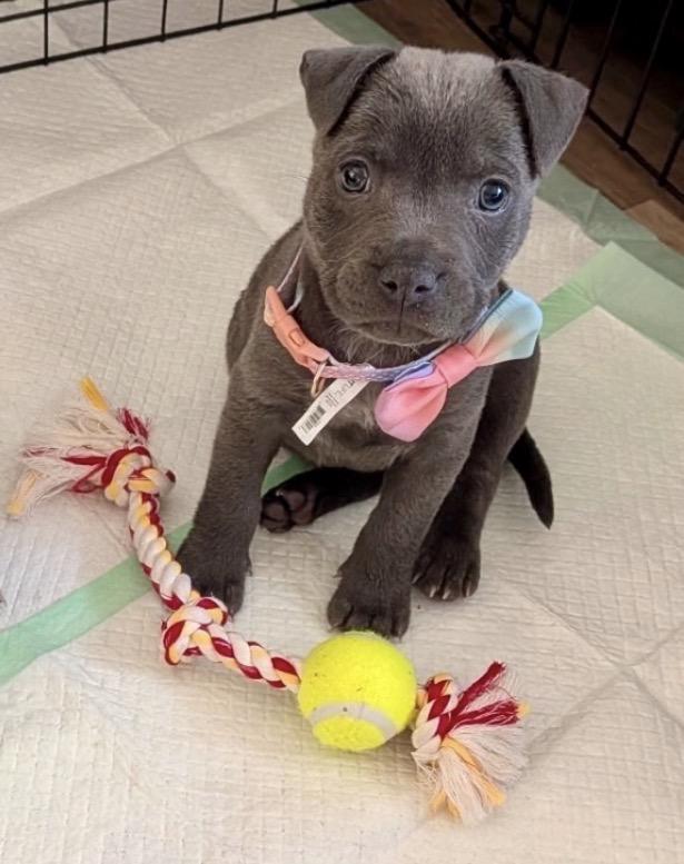 Enlarge June, a ADOPTABLE Mixed Breed in Calabash, NC image 1/1