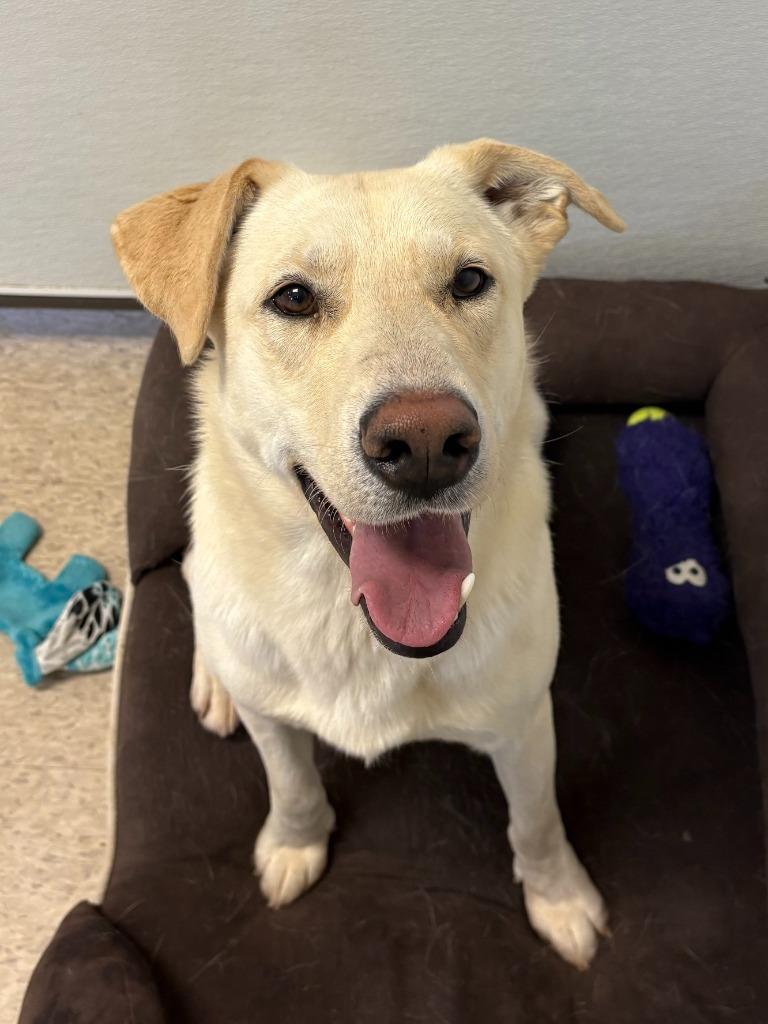 Scott, Adoptable, Young Male Labrador Retriever.