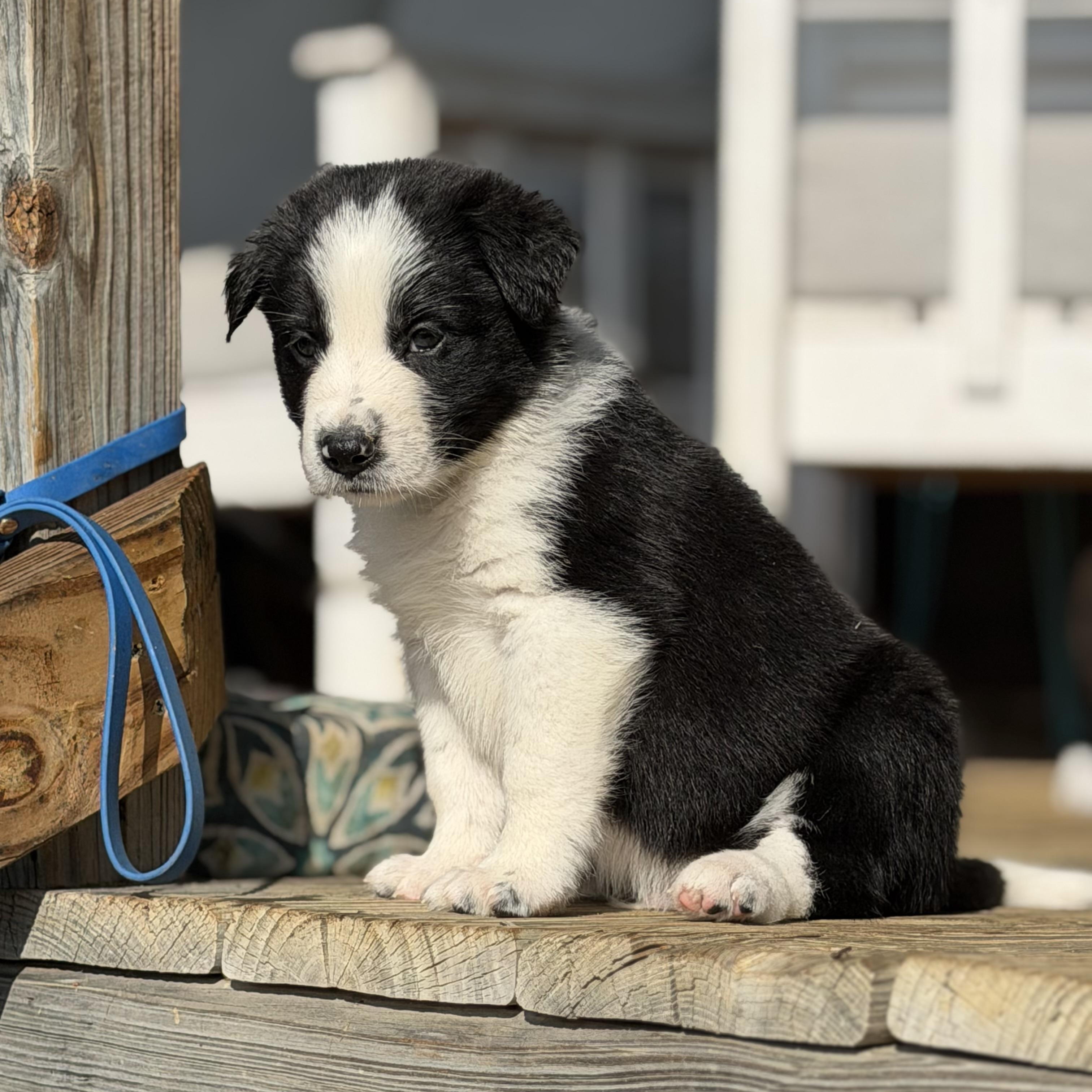 Finch, adoptable, Puppy Male German Shepherd Dog.