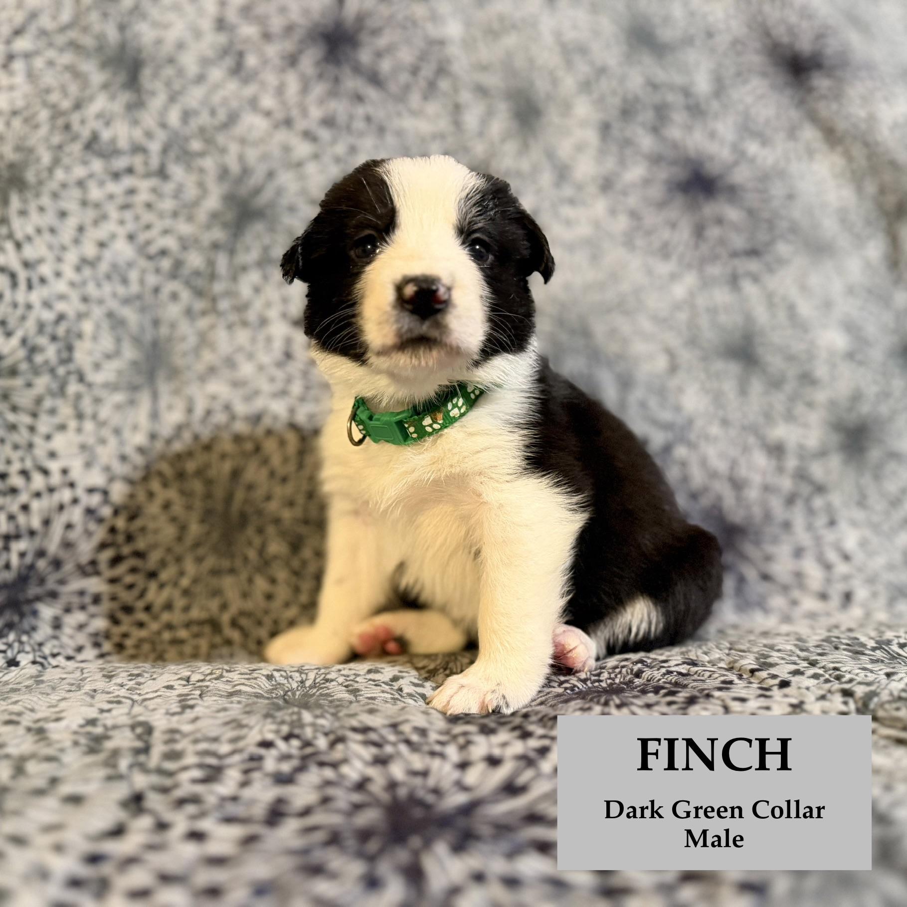 Enlarge Finch, a ADOPTABLE German Shepherd Dog in Rome, GA image 1/2