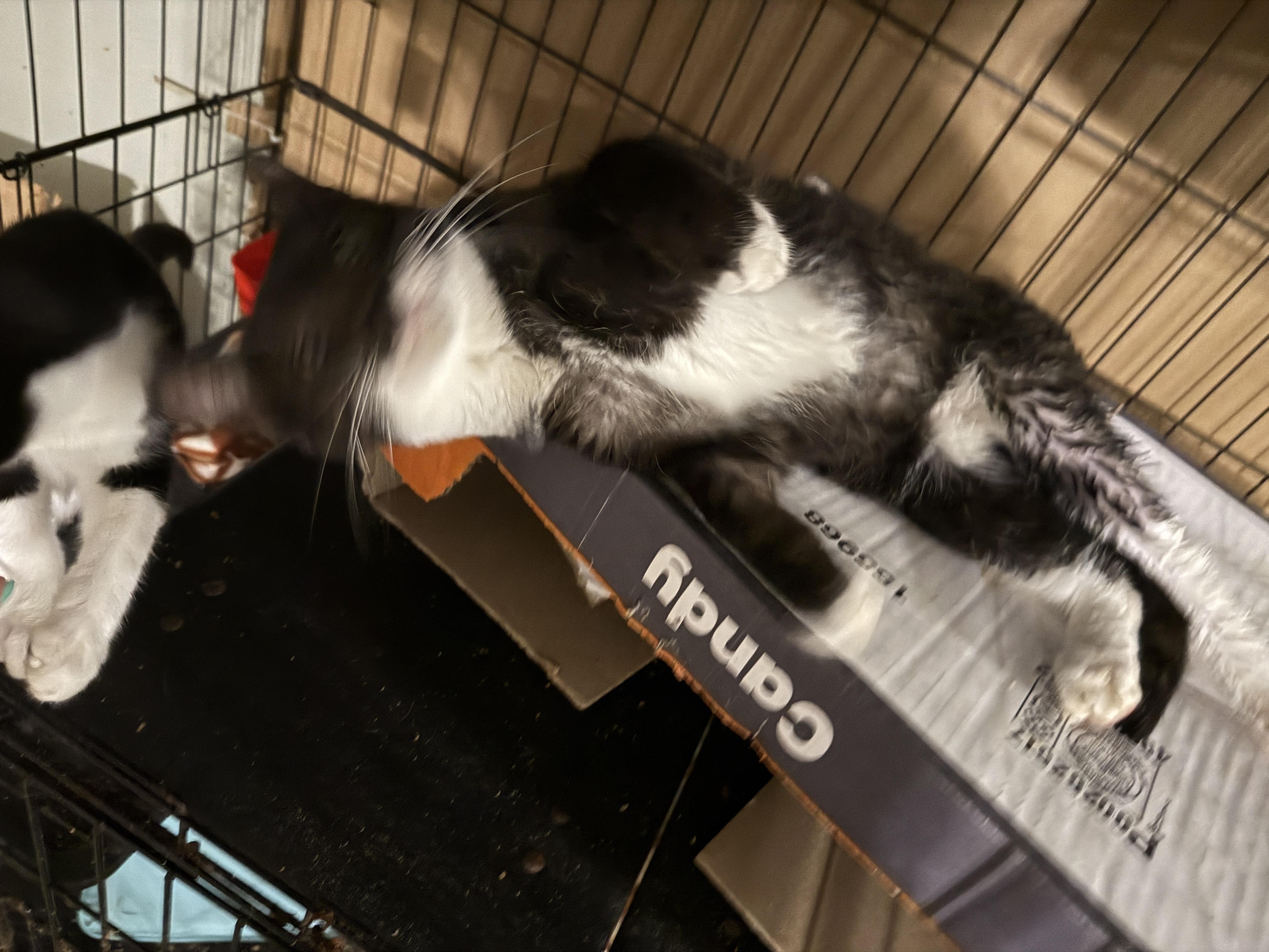 Enlarge Captain Britain, a Adoptable Domestic Short Hair in Mabank, TX image 1/5