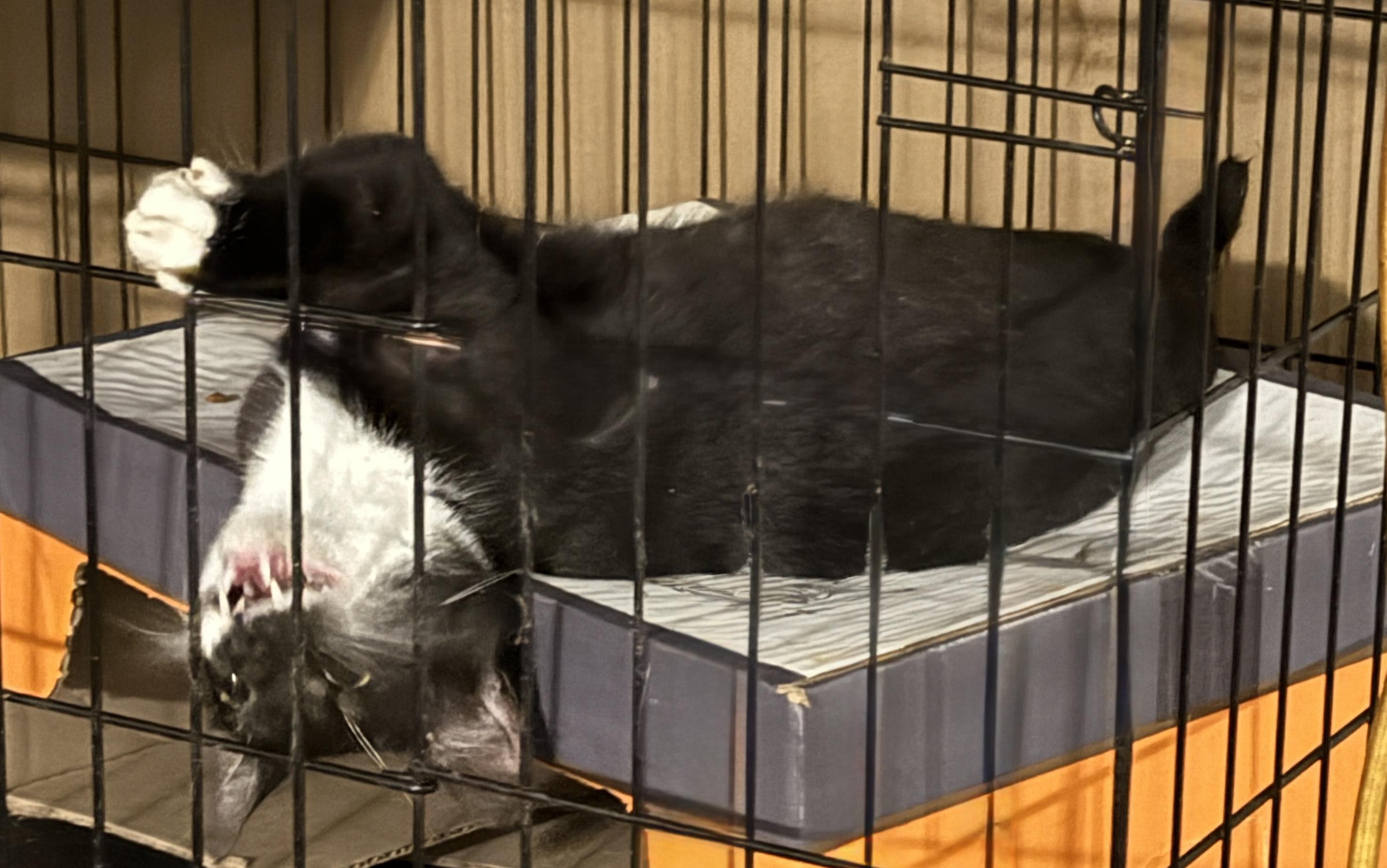 Enlarge Captain Britain, a Adoptable Domestic Short Hair in Mabank, TX image 2/5