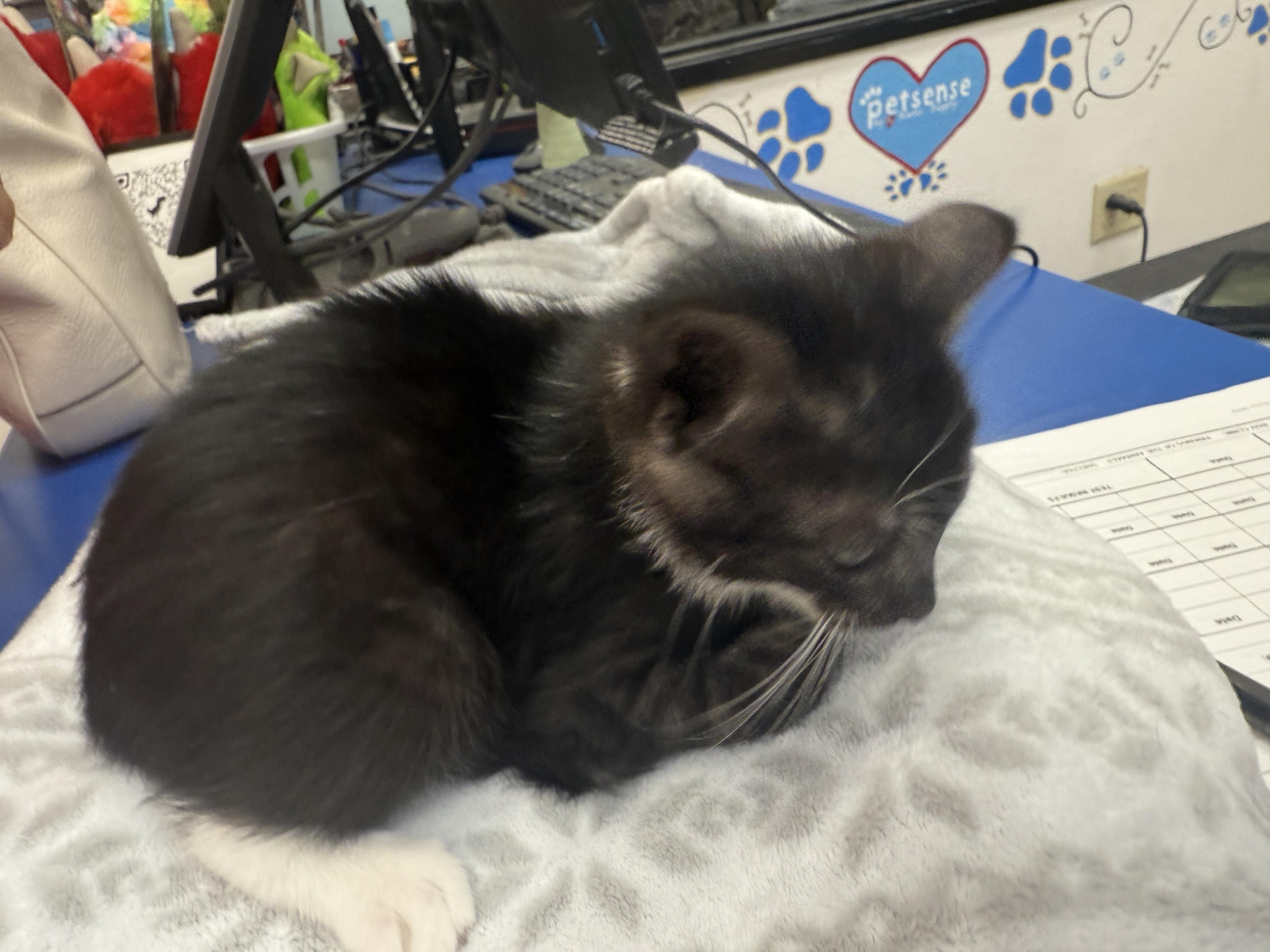 Enlarge Captain Britain, a Adoptable Domestic Short Hair in Mabank, TX image 4/5