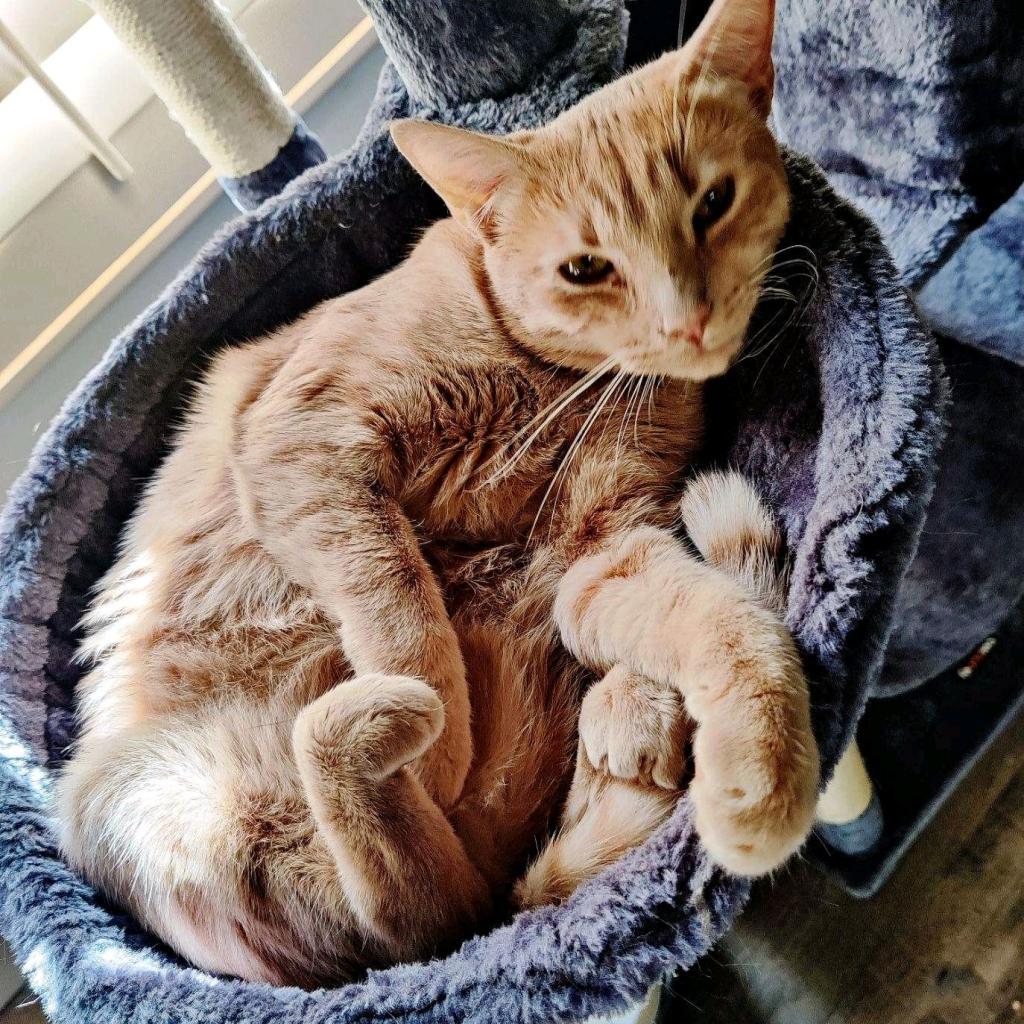 Ginger, a Adoptable Domestic Short Hair in Brea, CA image 1/2