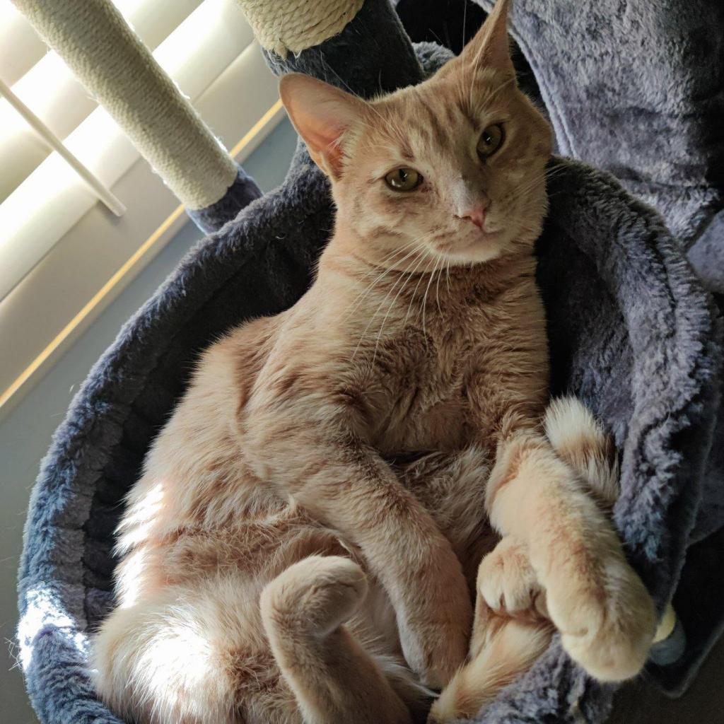 Ginger, a Adoptable Domestic Short Hair in Brea, CA image 2/2