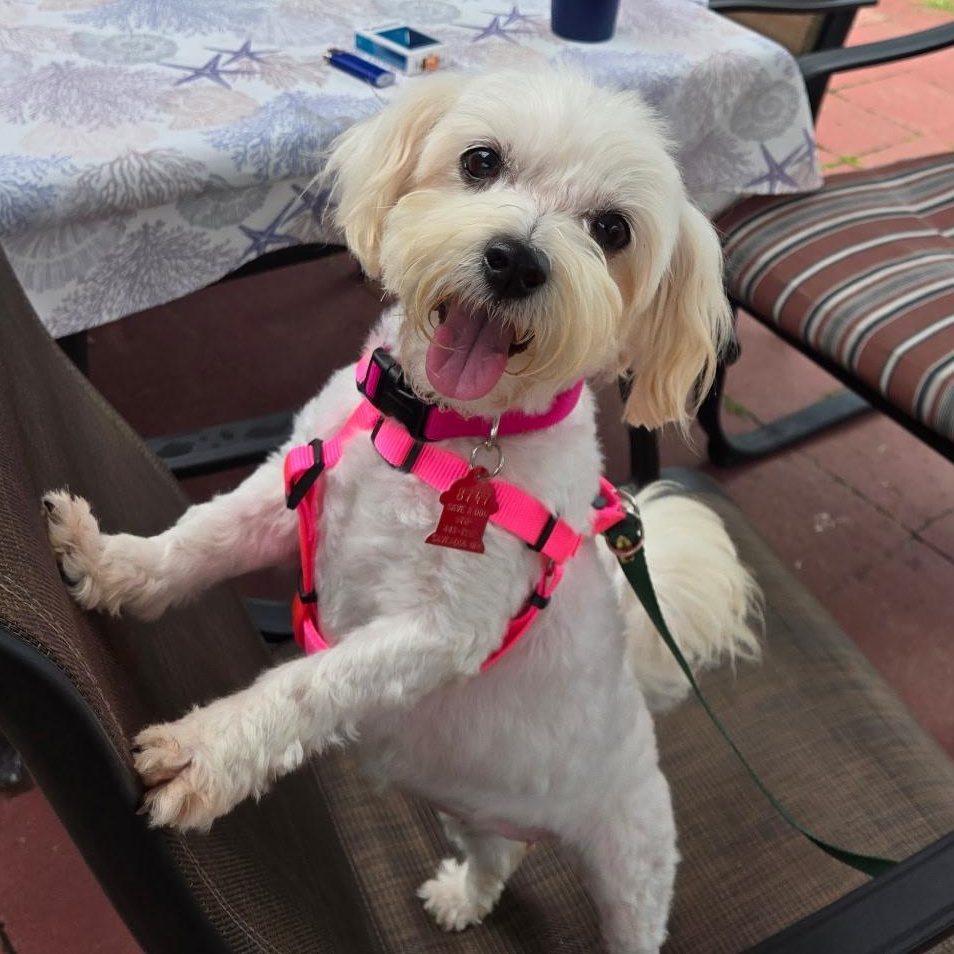 Hyacinth, adopted, Adult Female Maltese.