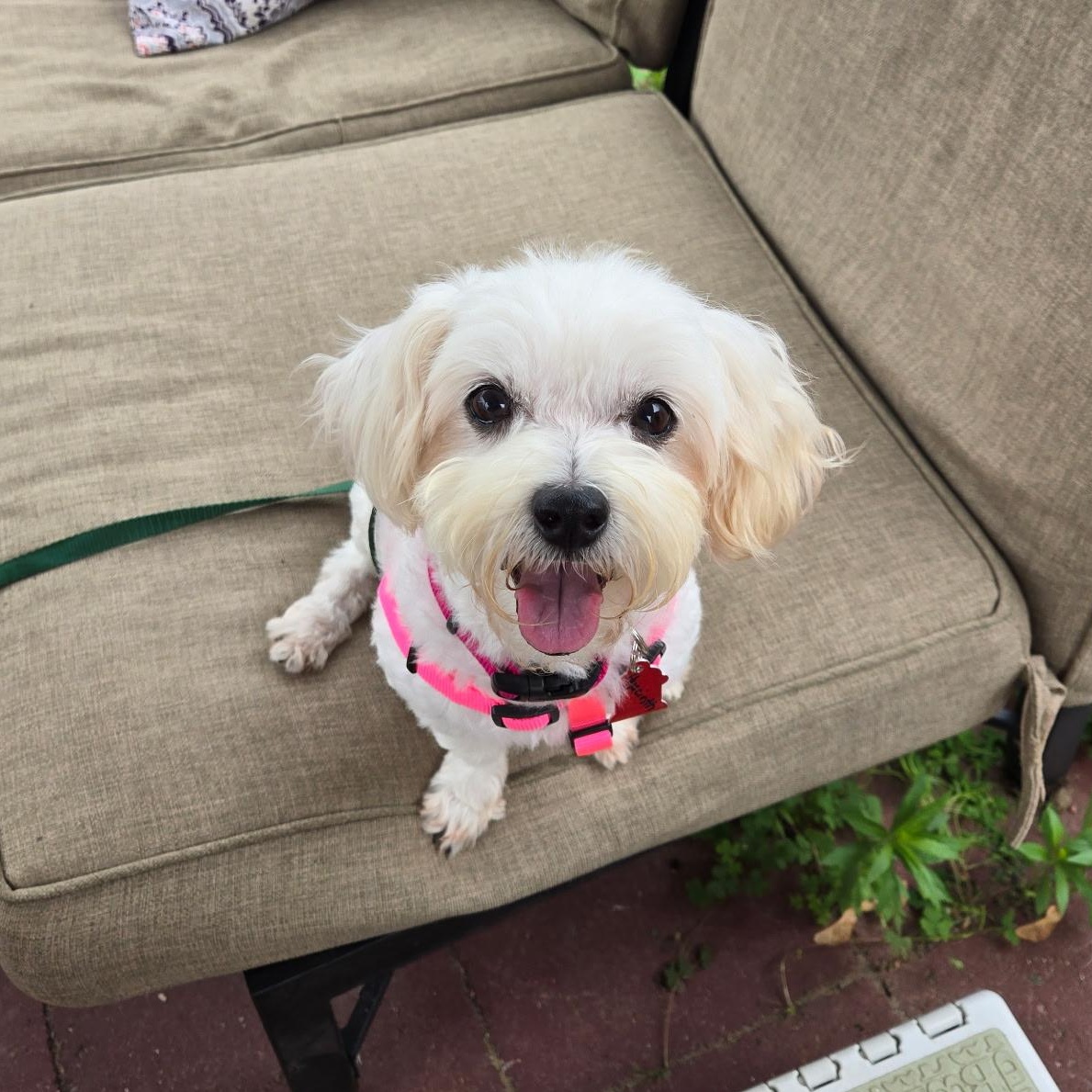 Hyacinth, an adopted Maltese in Sudbury, MA image 3/3