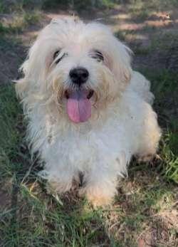 Hyacinth, an adopted Maltese in Sudbury, MA image 2/3