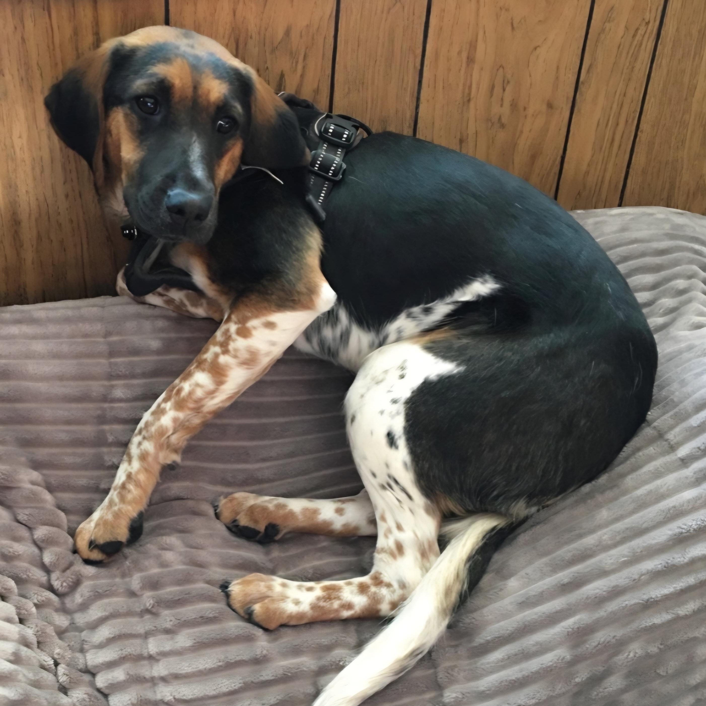 Enlarge Harriet, a ADOPTABLE mixed breed in De Soto, KS image 1/2