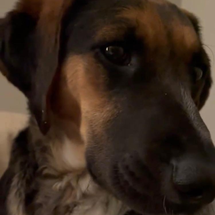 Enlarge Harriet, a ADOPTABLE mixed breed in De Soto, KS image 2/2