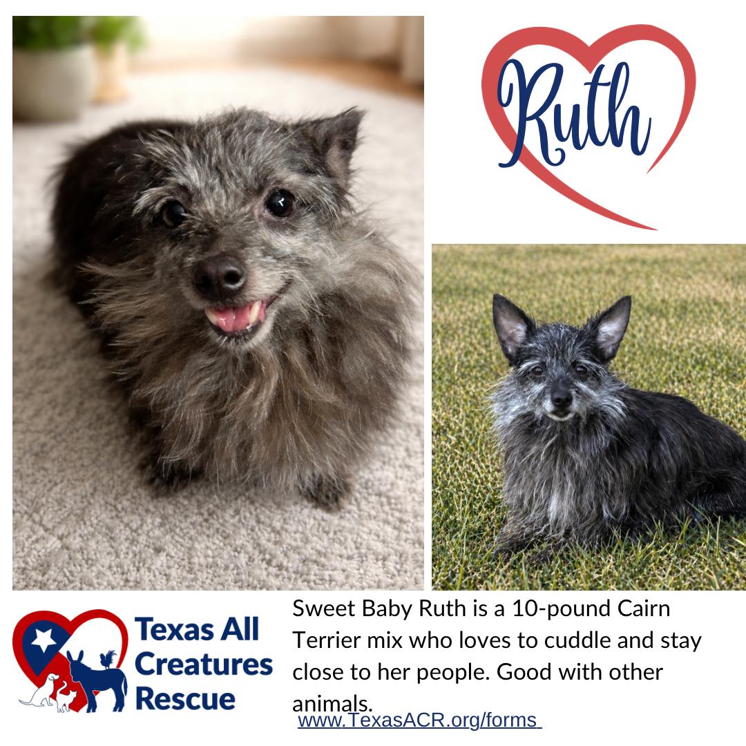Enlarge Baby Ruth, a Adoptable Cairn Terrier in Alvarado, TX image 1/1