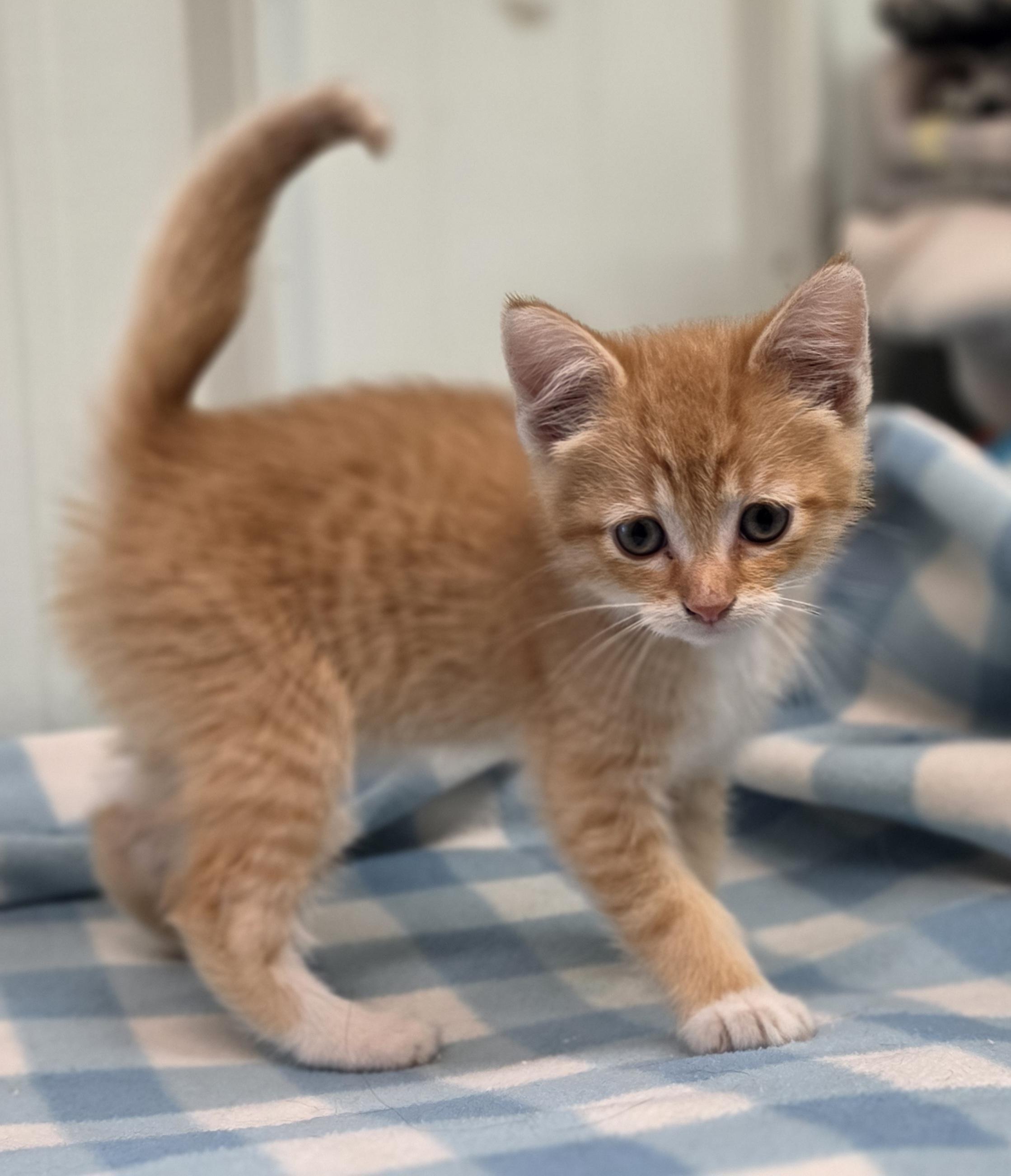 Kermit, adopted, Kitten Male Domestic Short Hair.
