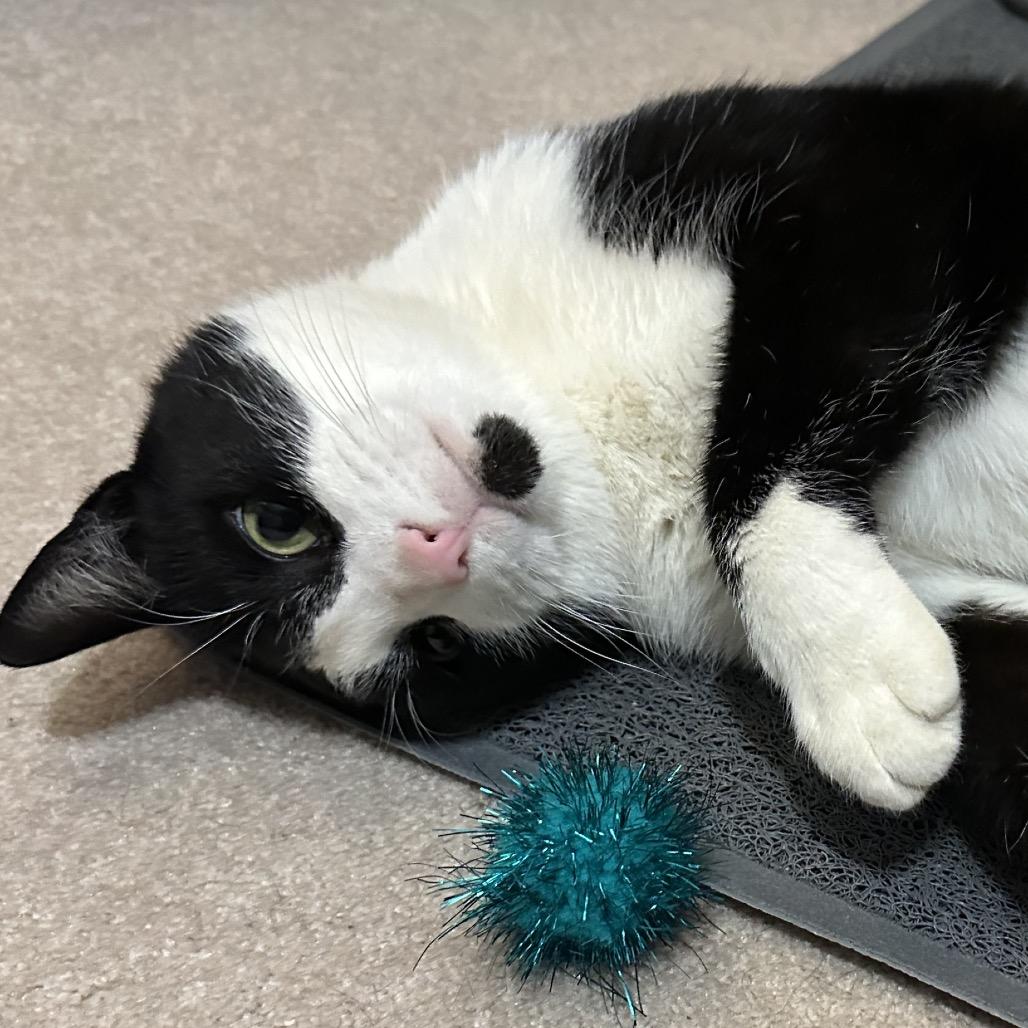 Num Nums, a Adoptable Domestic Short Hair in Chapel Hill, NC image 1/2
