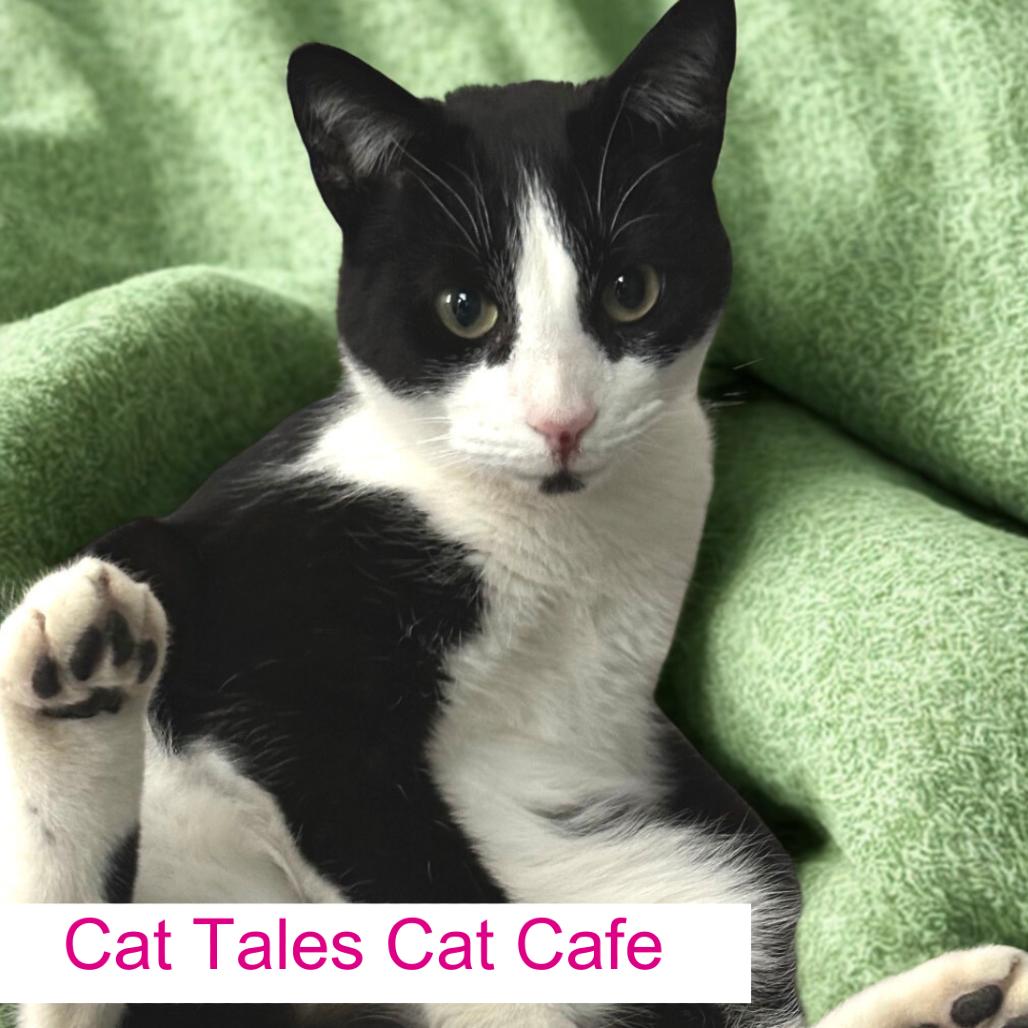 Num Nums, a Adoptable Domestic Short Hair in Chapel Hill, NC image 2/2