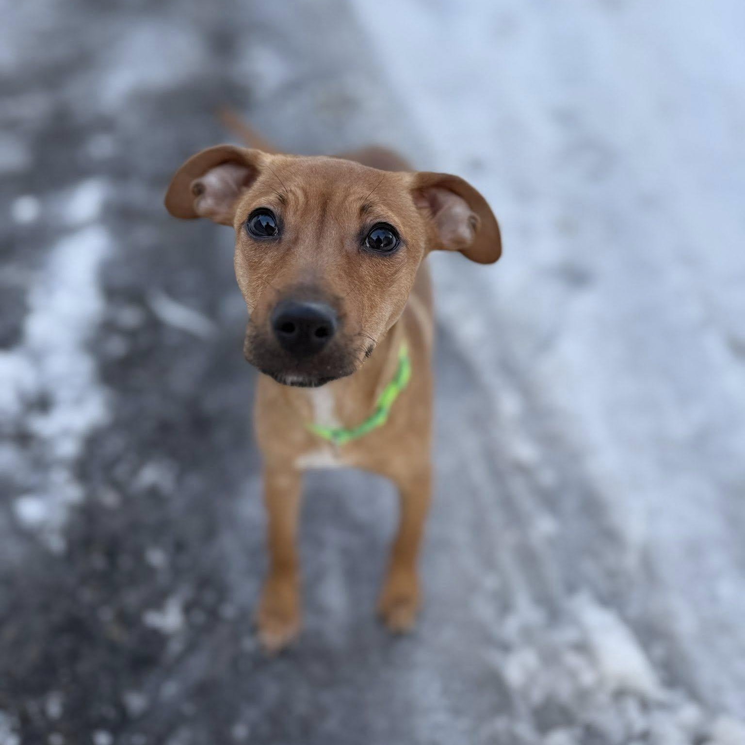 Enlarge Minnie, an adopted mixed breed in Schenectady, NY image 4/6