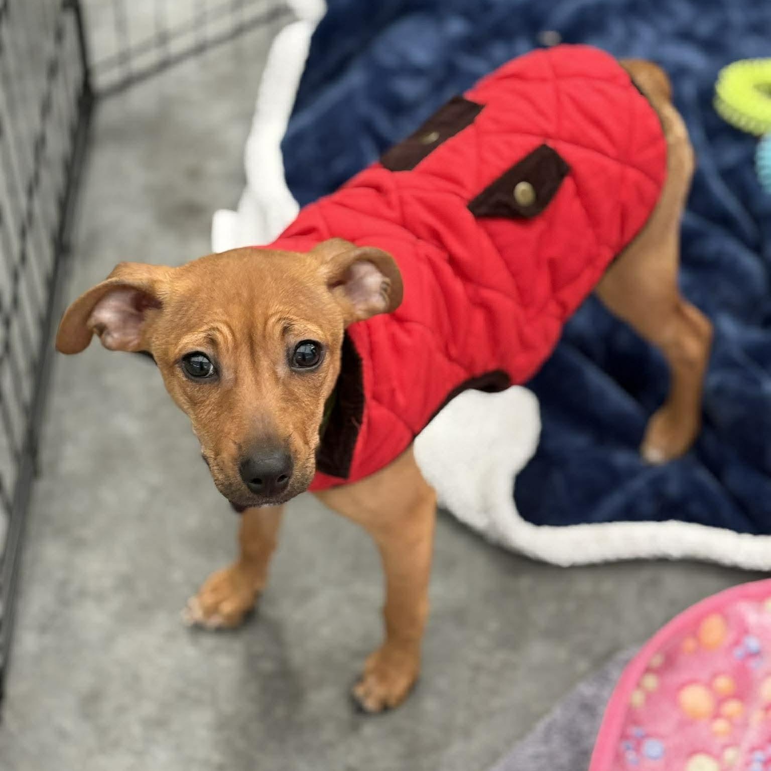 Enlarge Minnie, an adopted mixed breed in Schenectady, NY image 2/6