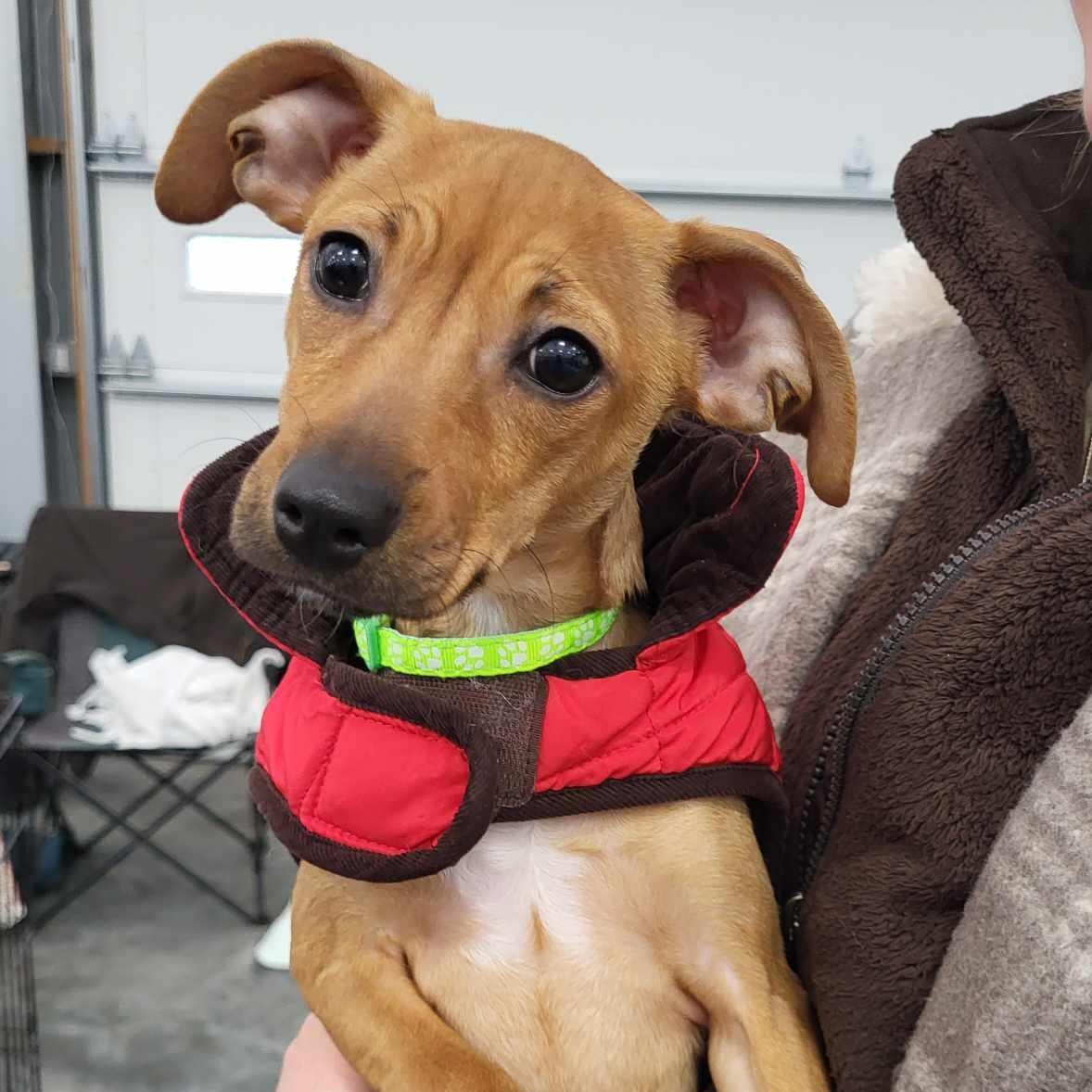 Enlarge Minnie, an adopted mixed breed in Schenectady, NY image 1/6