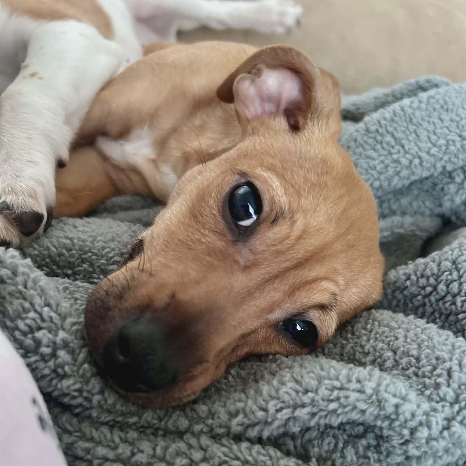 Enlarge Minnie, an adopted mixed breed in Schenectady, NY image 6/6