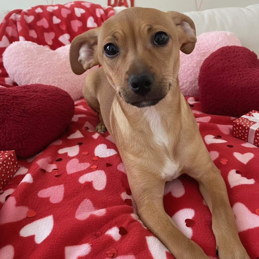 Minnie, adoptable, Puppy Female Jack Russell Terrier.
