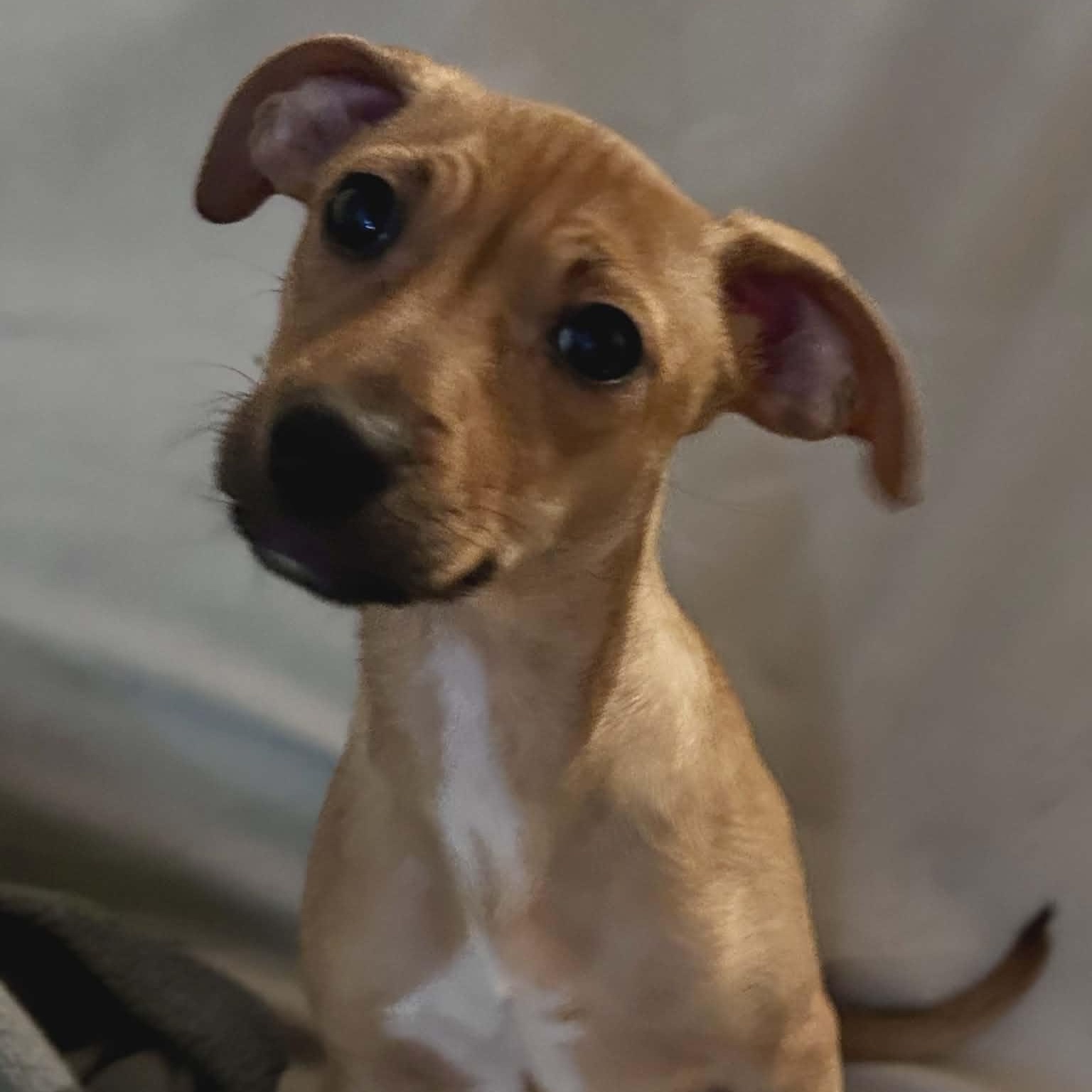 Enlarge Minnie, an adopted mixed breed in Schenectady, NY image 5/6