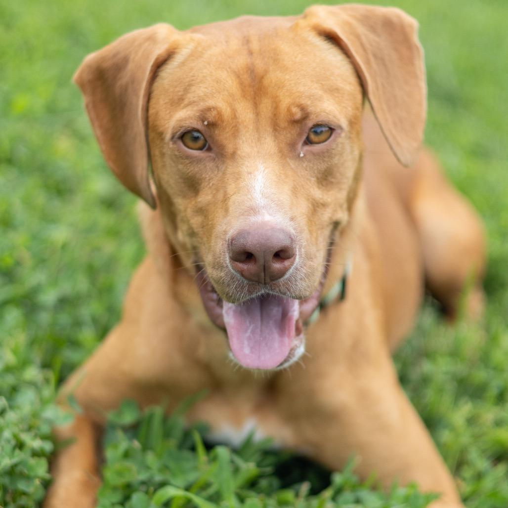 Enlarge Anna, a Adoptable mixed breed in Wilmington, DE image 1/6