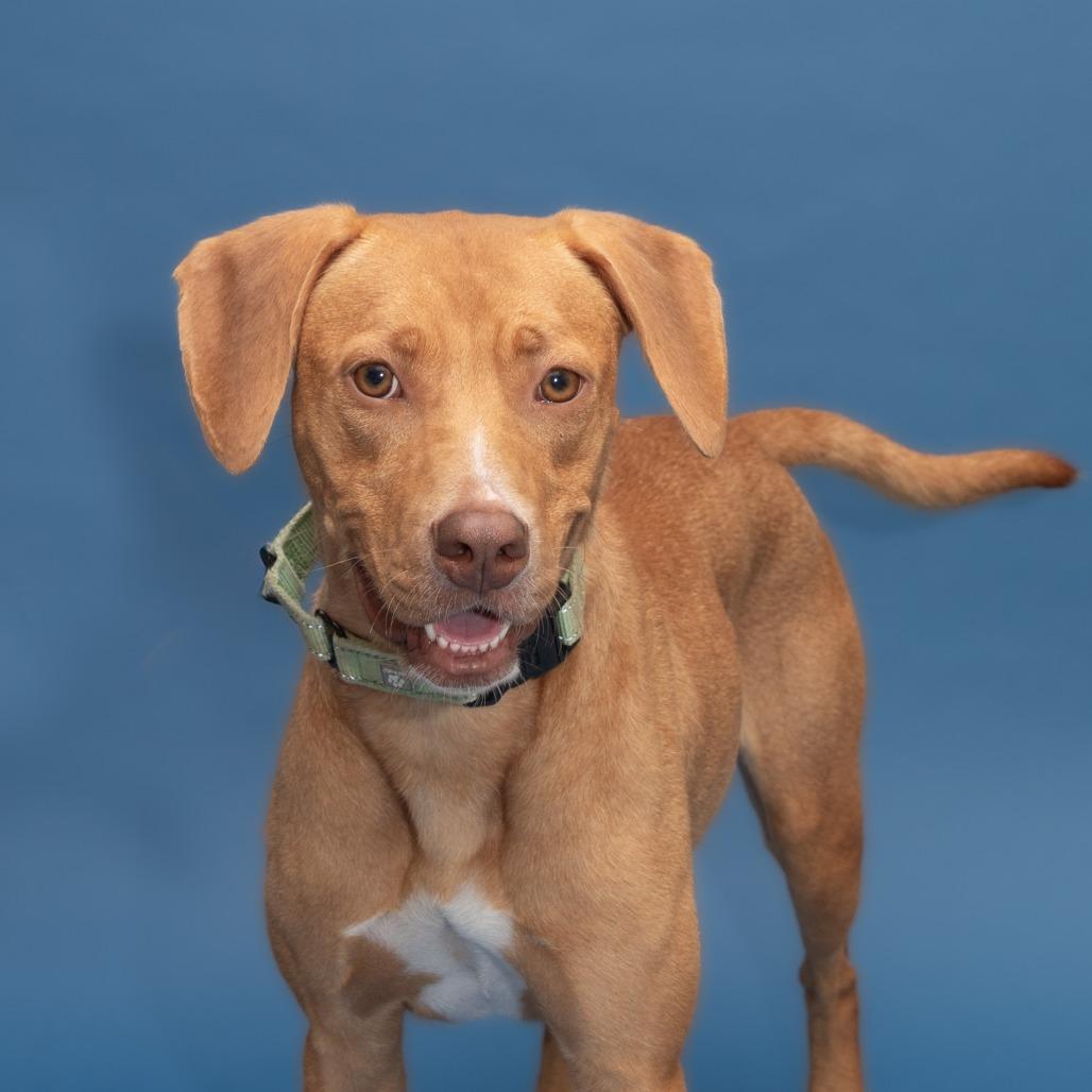 Enlarge Anna, a Adoptable mixed breed in Wilmington, DE image 2/6