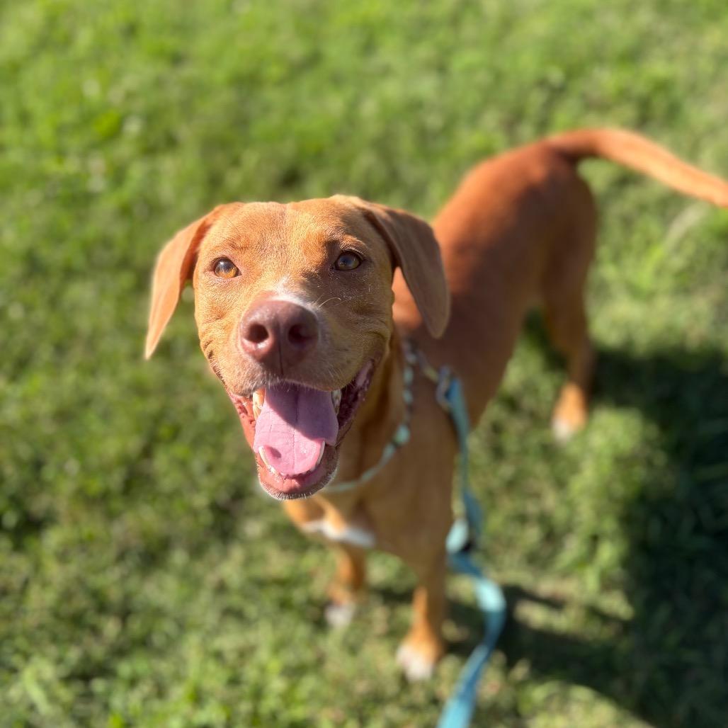 Enlarge Anna, a Adoptable mixed breed in Wilmington, DE image 3/6