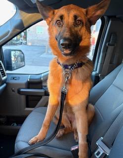 Enlarge Lark, a Adoptable German Shepherd Dog in Toluca Lake, CA image 2/4