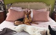 Enlarge Lark, a Adoptable German Shepherd Dog in Toluca Lake, CA image 4/4