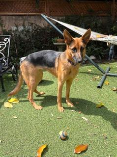Lark, Adoptable, Young Female German Shepherd Dog.