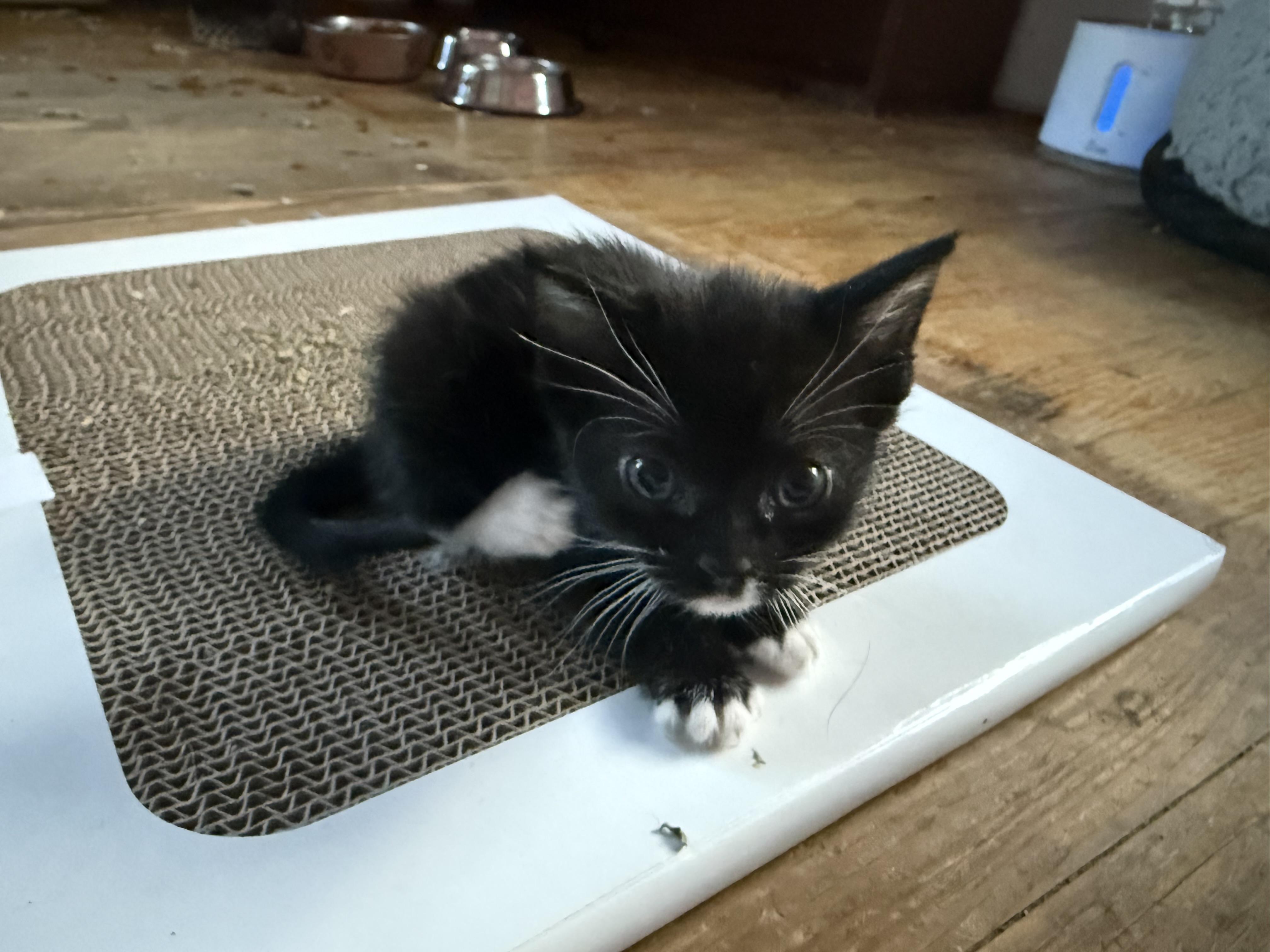 Eclair, Adoptable, Kitten Female Domestic Short Hair.