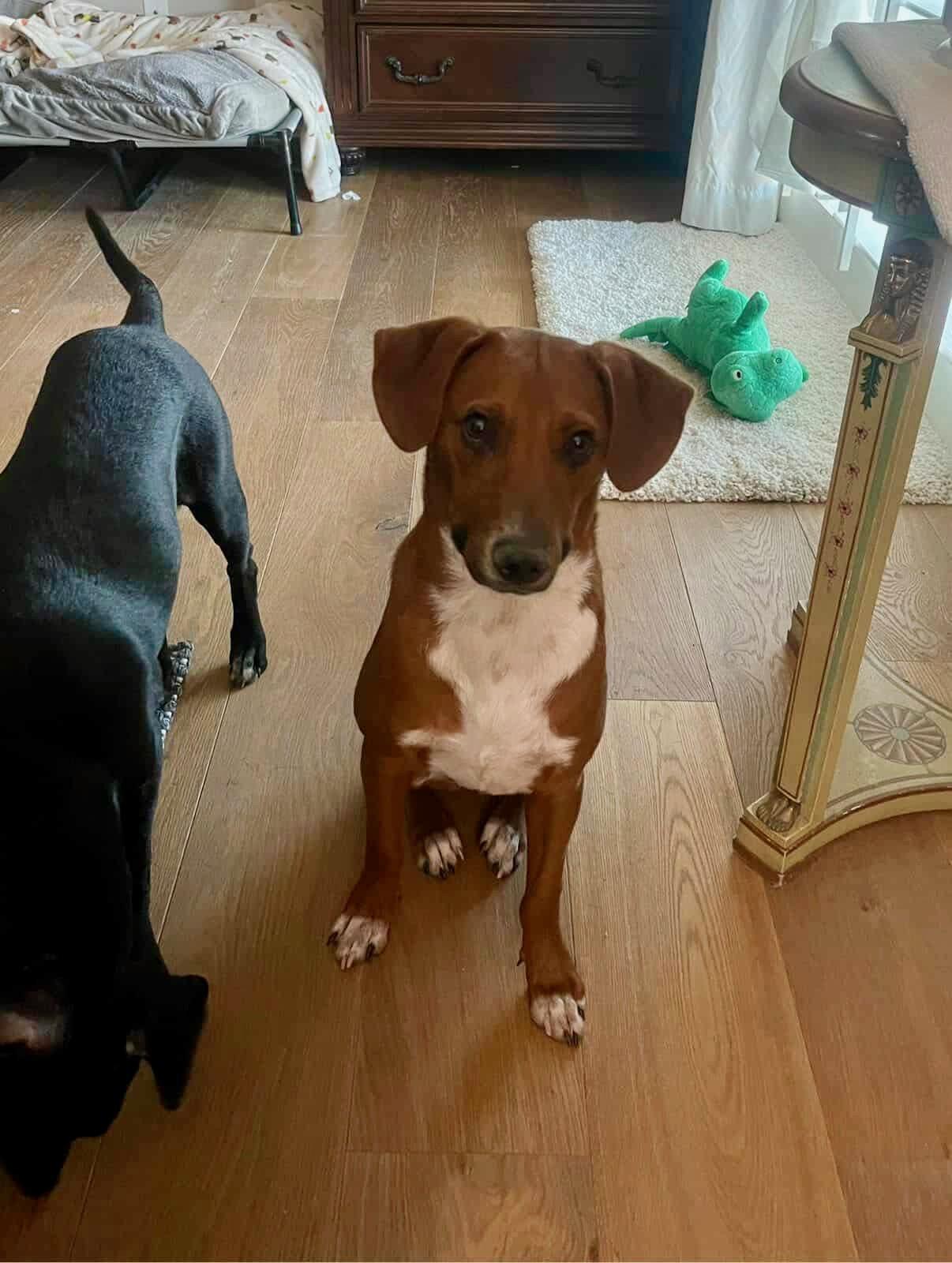 Enlarge Trip, a Adoptable Terrier in santa monica, CA image 4/6