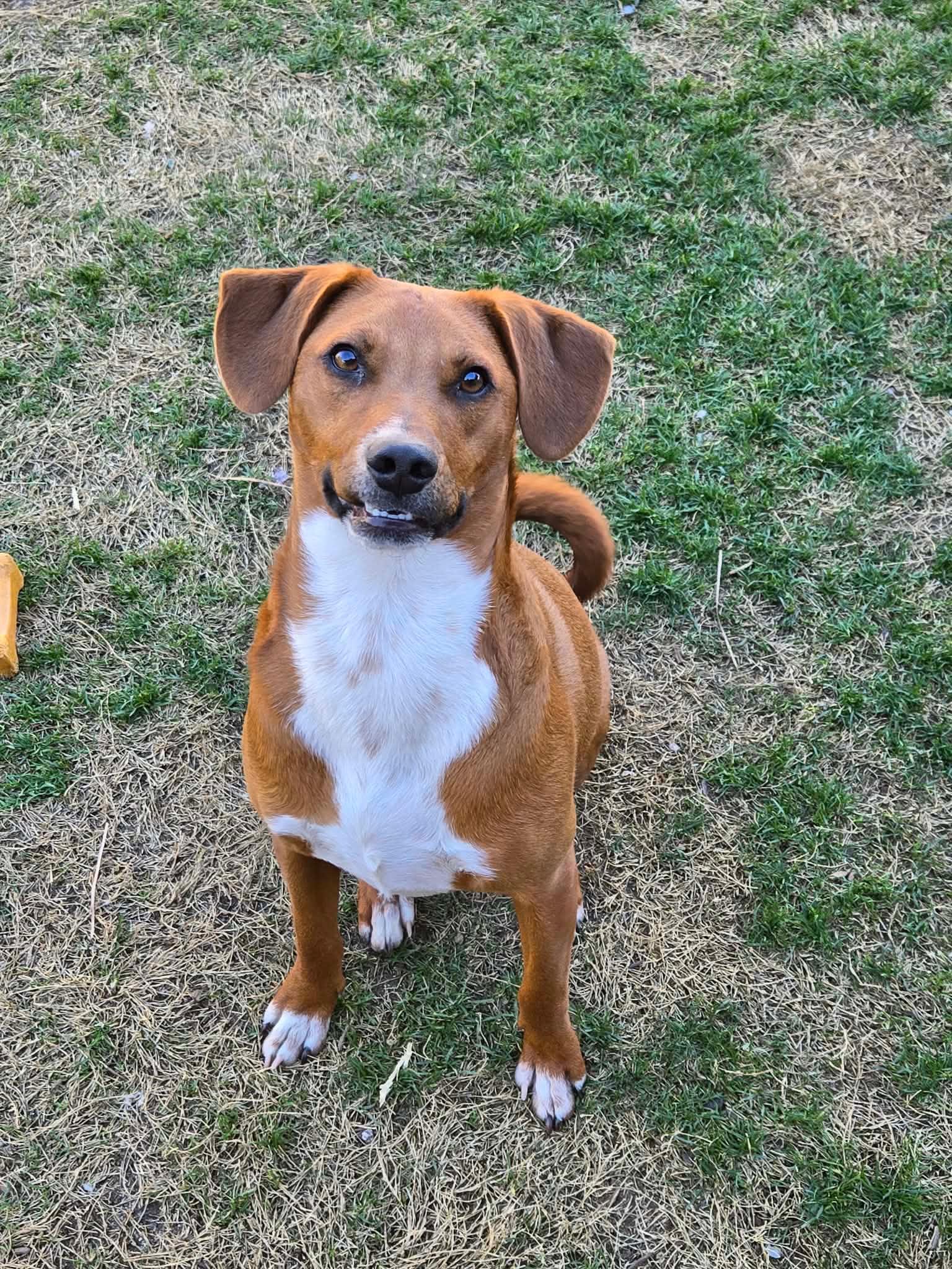 Enlarge Trip, a Adoptable Terrier in santa monica, CA image 6/6