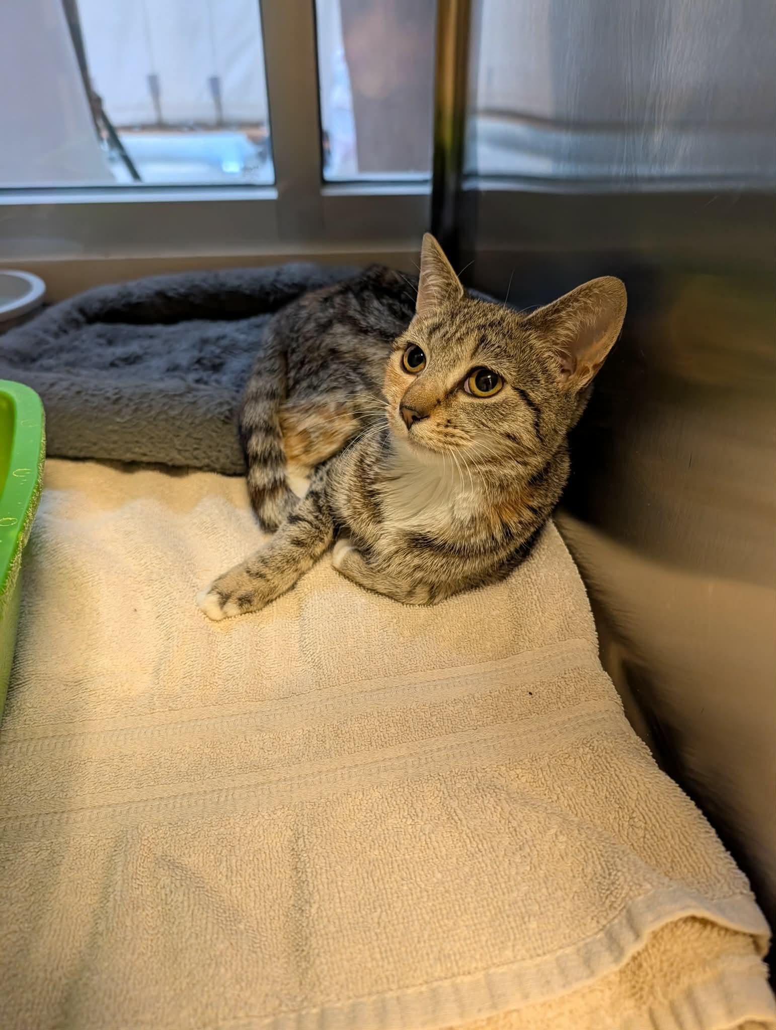 Enlarge Franny, an adopted mixed breed in Chambersburg, PA image 1/1