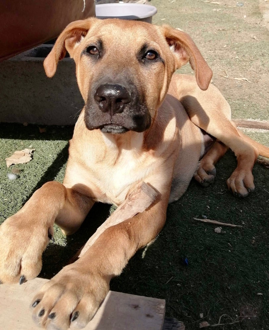 Oso, Adopted, Puppy Male Black Mouth Cur.