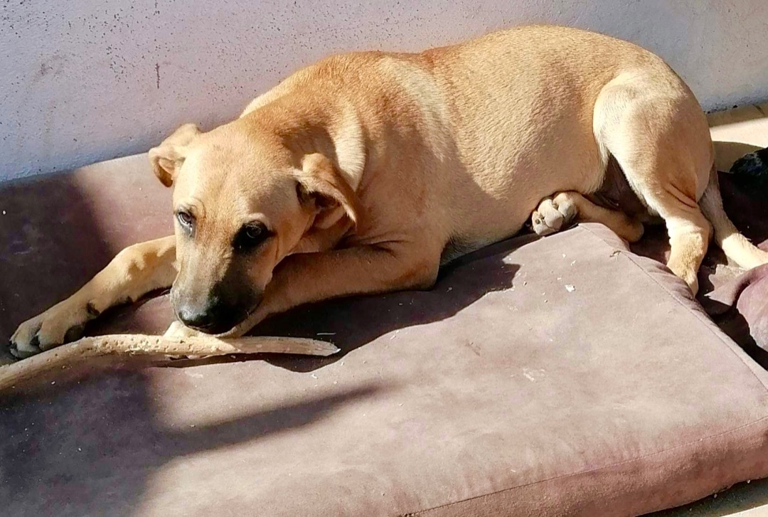 Oso, a Adopted mixed breed in La Misión, BCN image 2/4