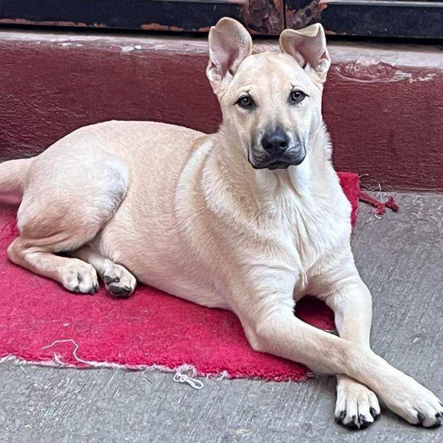 Enlarge Dalton, a Adoptable Shepherd in Nogales , AZ image 1/6