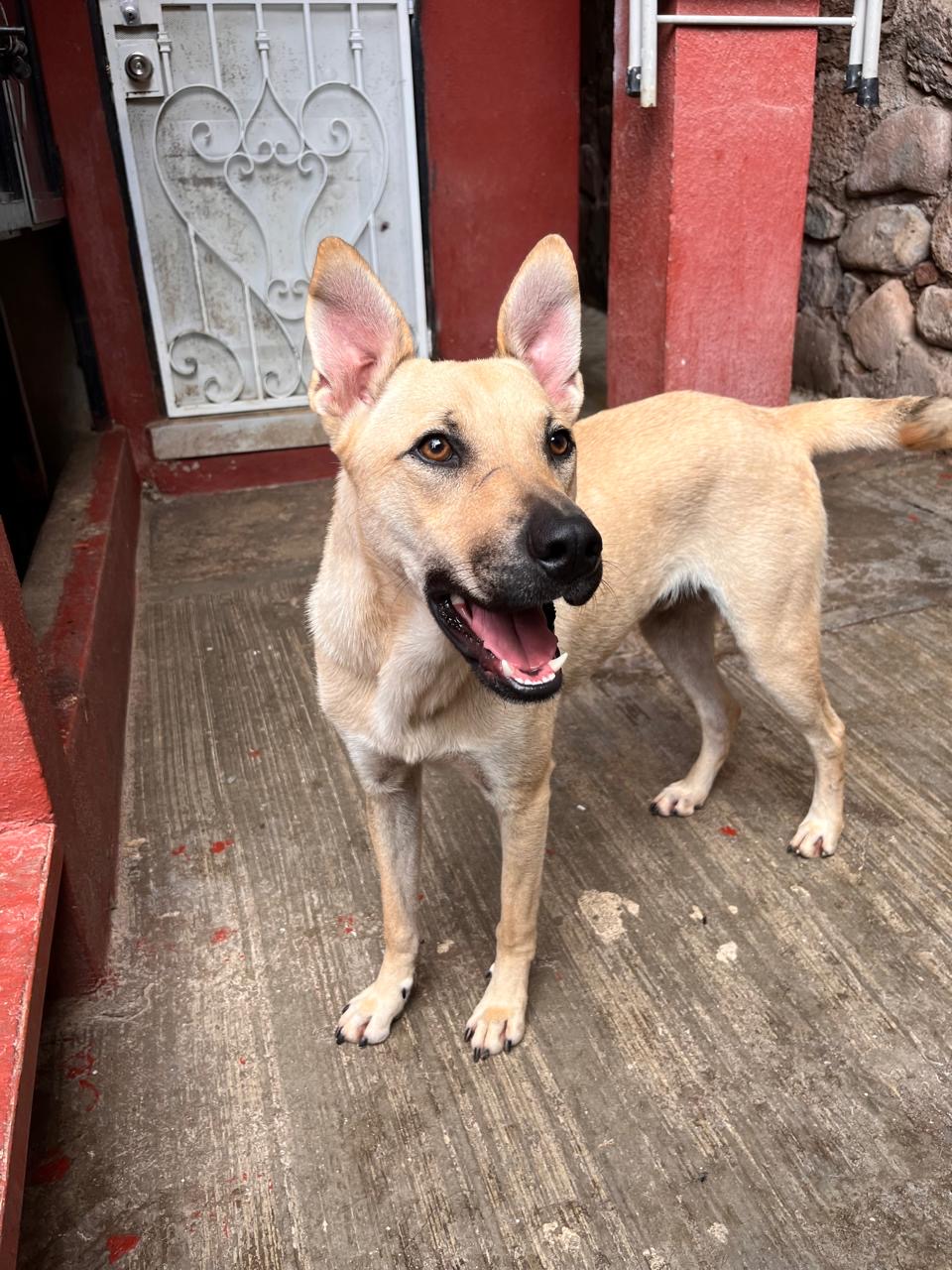 Enlarge Dalton, a Adoptable Shepherd in Nogales , AZ image 2/6