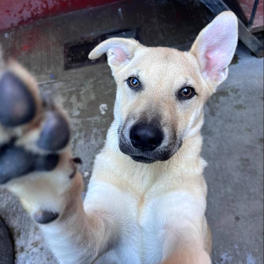 Enlarge Dalton, a Adoptable Shepherd in Nogales , AZ image 3/6