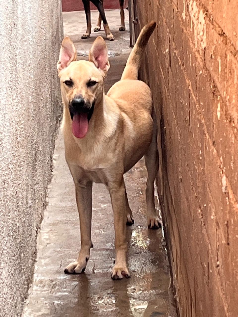 Enlarge Dalton, a Adoptable Shepherd in Nogales , AZ image 4/6
