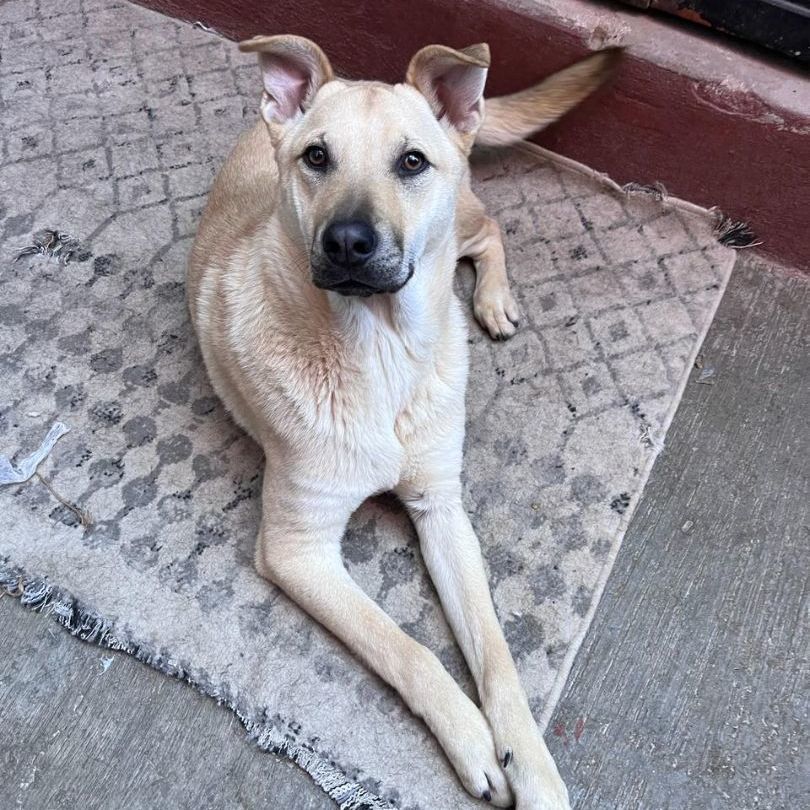 Enlarge Dalton, a Adoptable Shepherd in Nogales , AZ image 5/6