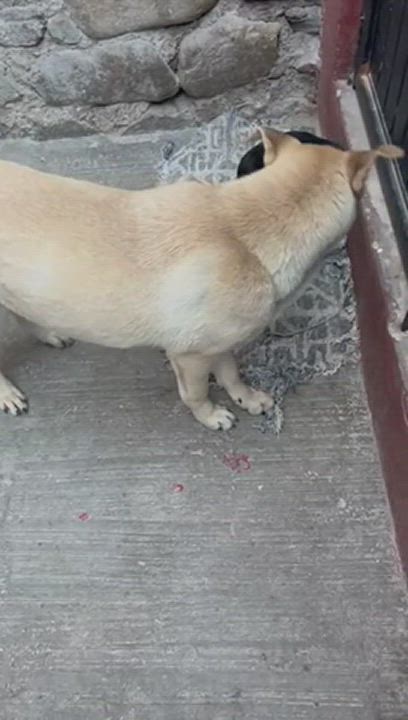 Enlarge Dalton, a Adoptable Shepherd in Nogales , AZ video 6/6